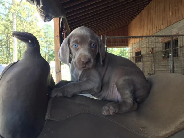 accogliente maschi e femmine weimaraner cuccioli con le carte