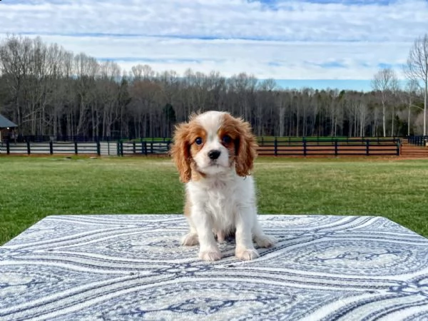 accogliente maschi e femmine cavalier king charles cuccioli con le carte | Foto 1