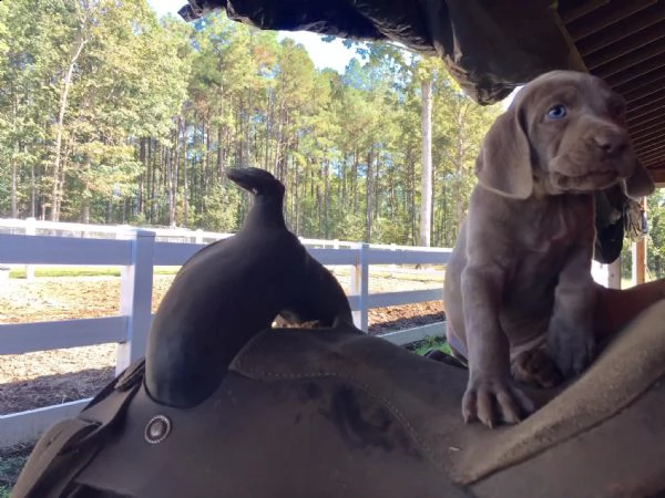 accogliente maschi e femmine weimaraner cuccioli con le carte+ | Foto 0