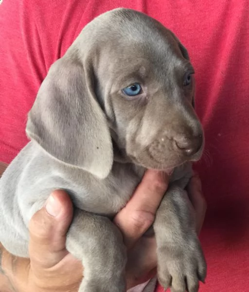 accogliente maschi e femmine weimaraner cuccioli con le carte+