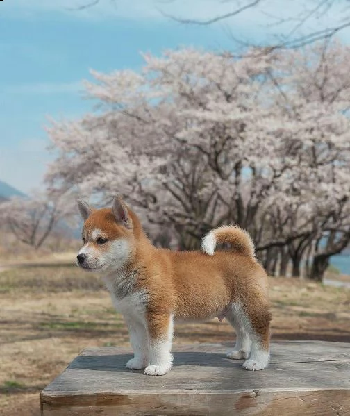  regalo akita inu disponibili bellissimi cuccioli già vaccinati sverminati e iscritti in anagrafe ca