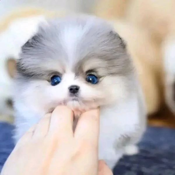 adorabili cuccioli di pomerania pronti per partire | Foto 0