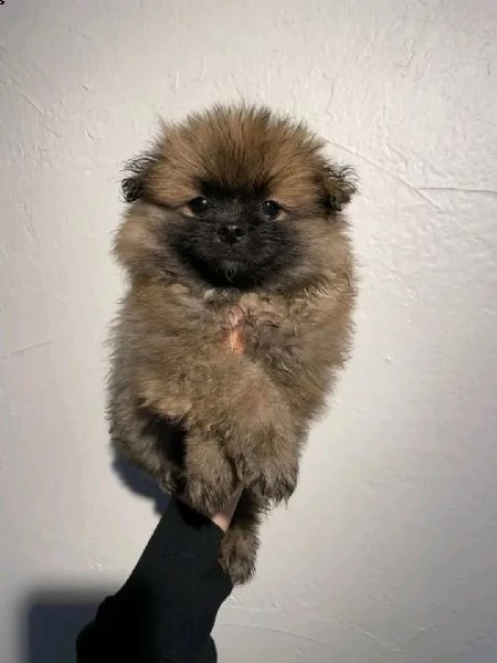 adorabili cuccioli di pomerania pronti per partire