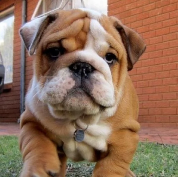  regalo bulldog inglese cuccioli disponibili cuccioli disponibili bulldog inglese cuccioli disponibi