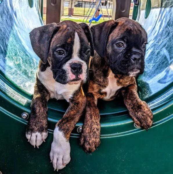 boxer cuccioli sani per case amorevoli