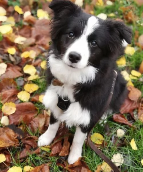  adorabili cuccioli di border collie femminucce e maschietti disponibili . i cuccioli sono vaccinati