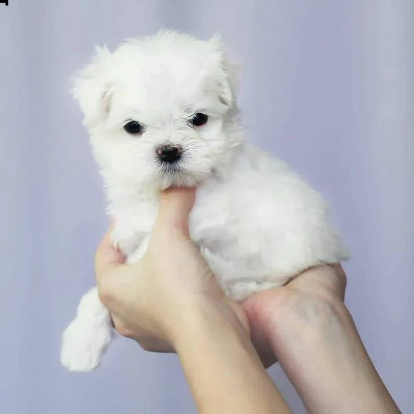 bianchissimi cucciolini maltese