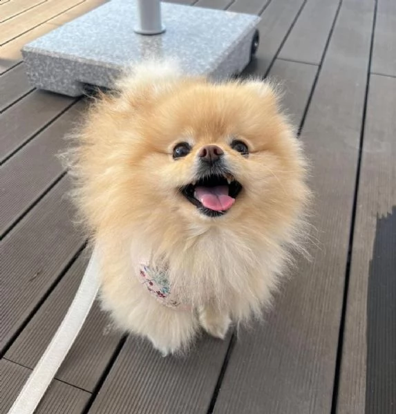 regalo pomerania cuccioli (maschio e femmina)