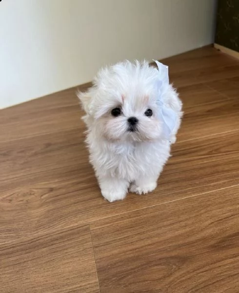 regalo maltese cuccioli meravigliosi ! 