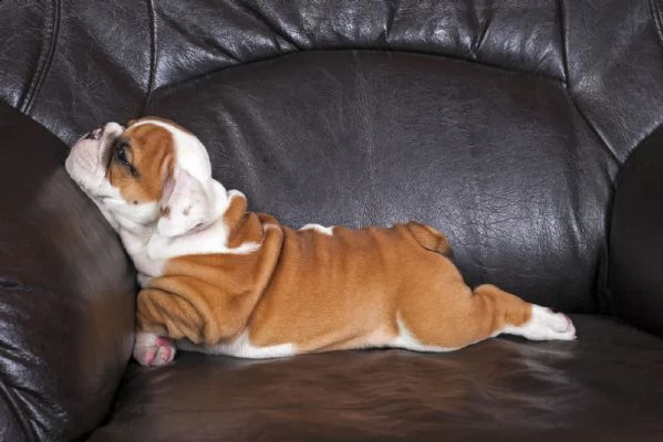 bulldog inglese cuccioli sani per case amorevoli | Foto 1