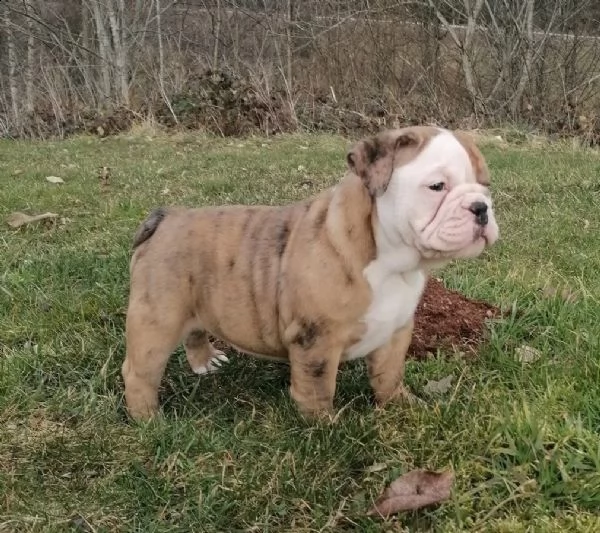 disponibili cuccioli di bulldog inglese(3) | Foto 2