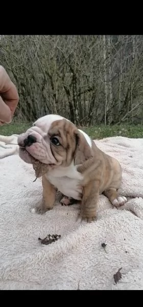 disponibili cuccioli di bulldog inglese(3) | Foto 1