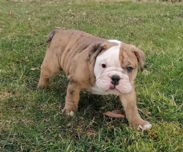 disponibili cuccioli di bulldog inglese(3) | Foto 0