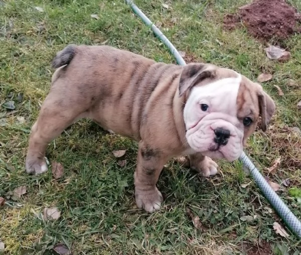 disponibili cuccioli di bulldog inglese(3)