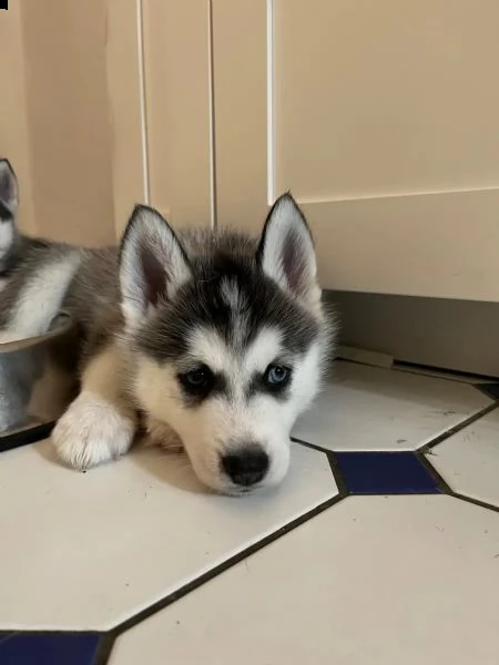 cuccioli di siberian husky cioccolato con pedigree