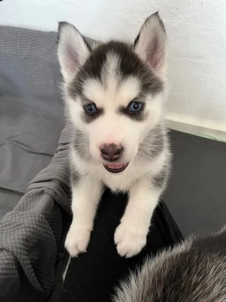 cuccioli di siberian husky cioccolato con pedigree | Foto 5