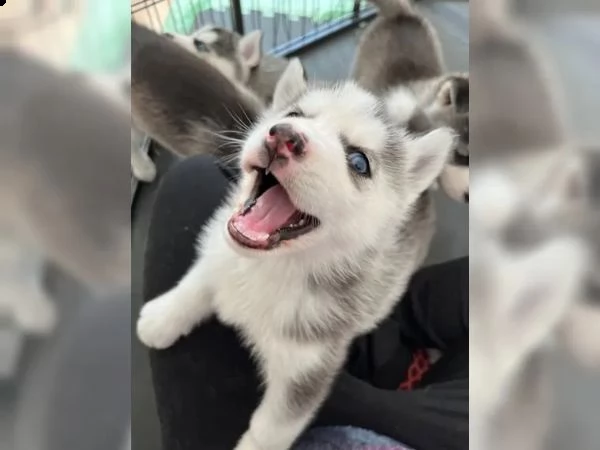 cuccioli di siberian husky cioccolato con pedigree | Foto 4