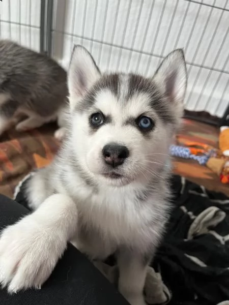 cuccioli di siberian husky cioccolato con pedigree | Foto 3