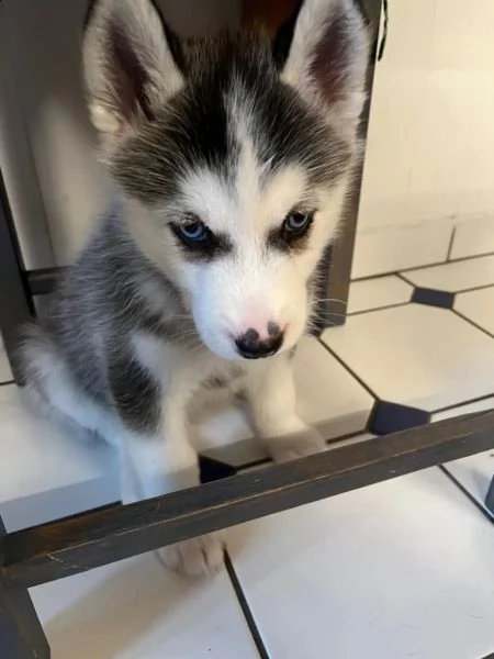 cuccioli di siberian husky cioccolato con pedigree | Foto 1