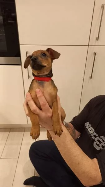 bellissimo cucciolo di pinscher