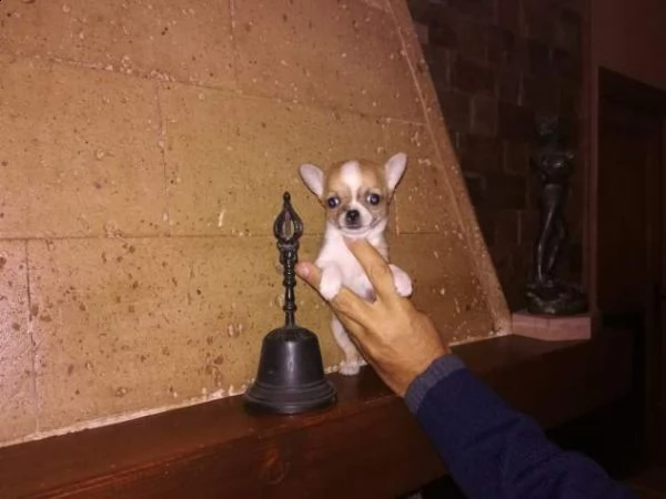 chihuahua cuccioli sani per case amorevoli+