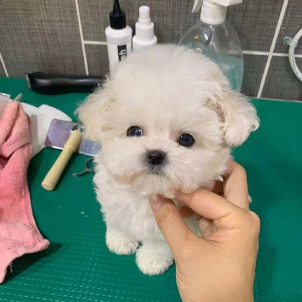 maltipoo cuccioli sani per case amorevoli-+