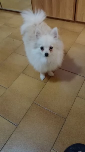 Cagnolino volpino Toy Pomerania 