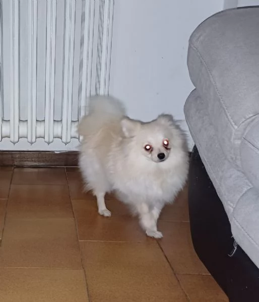 Cagnolino volpino Toy Pomerania  | Foto 1