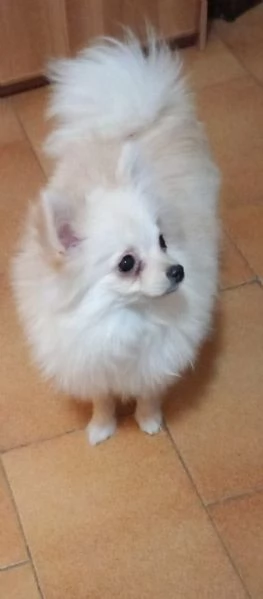 Cagnolino volpino Toy Pomerania  | Foto 0