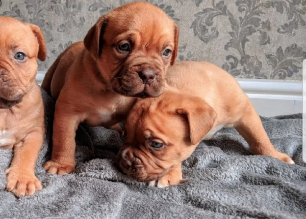 dogue de bordeaux cuccioli sani per case amorevoli | Foto 1