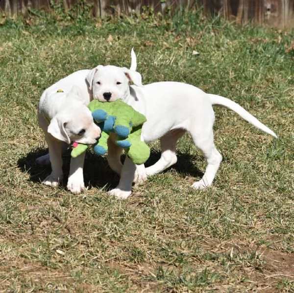 dogo argentino cuccioli sani per case amorevoli- | Foto 1