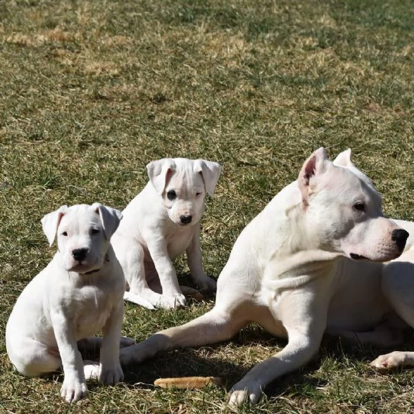 dogo argentino cuccioli sani per case amorevoli- | Foto 0