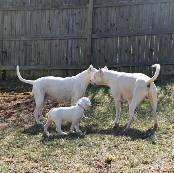 dogo argentino cuccioli sani per case amorevoli-