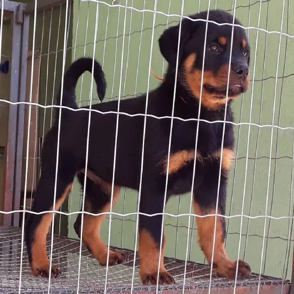 rottweiler cuccioli sani per case amorevoli