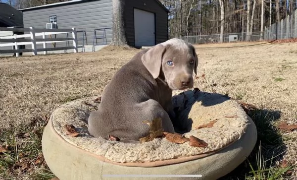 weimaraner cuccioli sani per case amorevoli