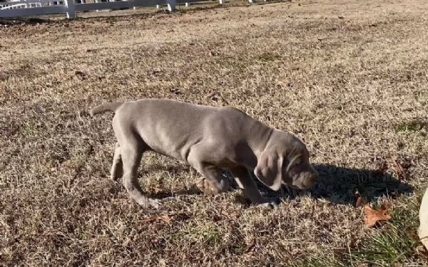 weimaraner cuccioli sani per case amorevoli-+ | Foto 0