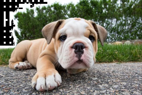 bulldog inglese cuccioli sani per case amorevoli-