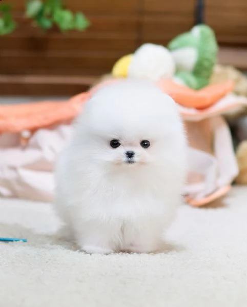 pomeranian cuccioli sani per case amorevoli | Foto 1