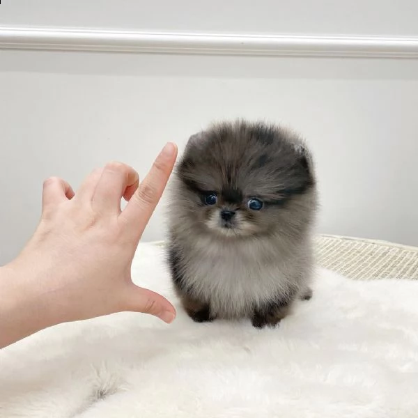 pomeranian cuccioli sani per case amorevoli