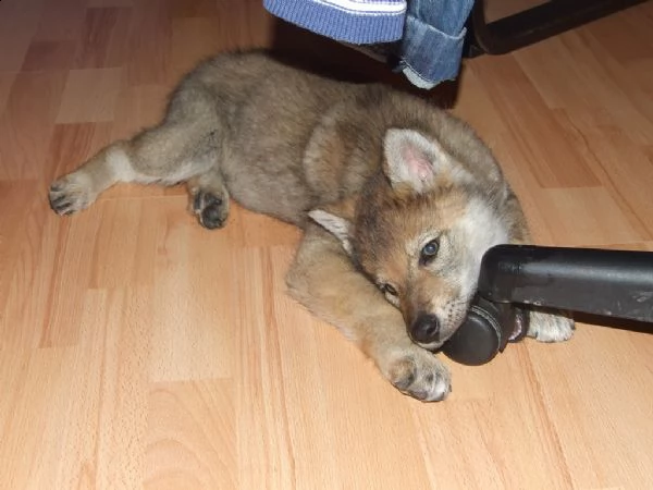 cuccioli di cane lupo cecoslovacco 