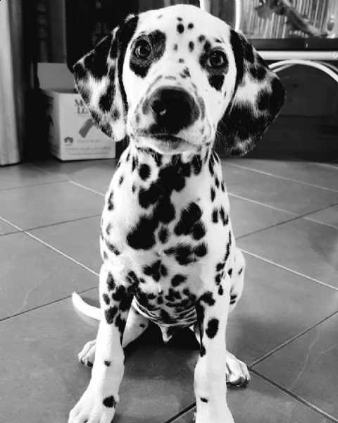   regalo abbiamo cuccioli di dalmata sono dalmata di dimensioni . sono registrati akc. sono molto af