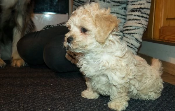 cuccioli di bolognese con pedigree | Foto 0