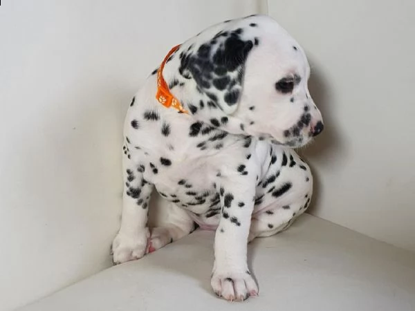 regalo dalmata cuccioli 