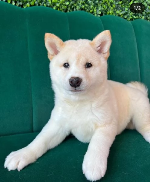 regalo due cuccioli di shiba inu per l'adozione