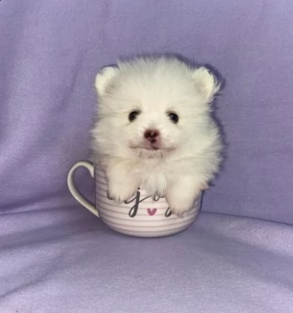 cuccioli di pomerania