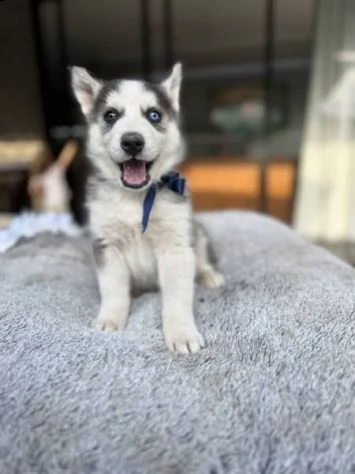 cucciolo del husky siberiano | Foto 0