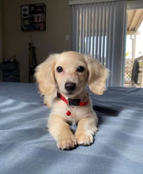 regalo adorabili cuccioli  bassotto femminucce e maschietti