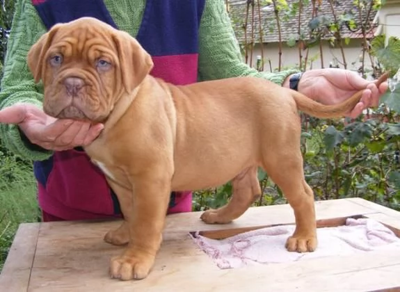 dogue de bordeaux cuccioli sani per case amorevoli