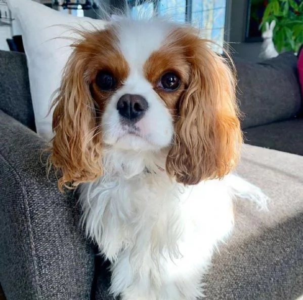 cuccioli di cavalier king  femminucce e maschietti per l'adozione gratuita i cuccioli sono vaccinati