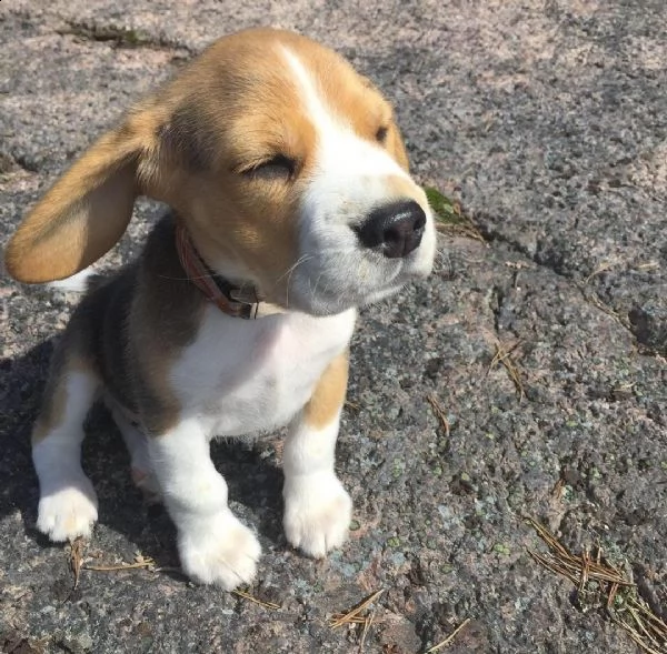 regalo beagle cuccioli meravigliosi ! 